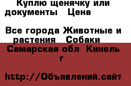 Куплю щенячку или документы › Цена ­ 3 000 - Все города Животные и растения » Собаки   . Самарская обл.,Кинель г.